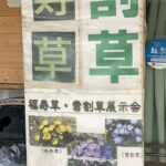 雪割草、福寿草展示即売会のお知らせ。