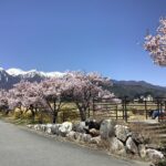 葉物野菜、花苗たくさん。桜も咲き始めました。