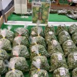 2025年竜峡小梅入荷、ハチクも出ています。