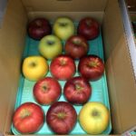 シナノゴールド　りんご三兄弟