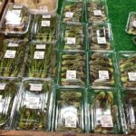 山菜がたくさん並びます