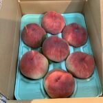 贈答用桃”あかつき””なつっこ”店頭販売開始